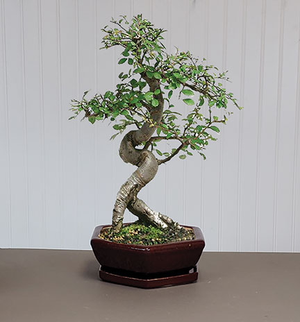 Garden Glazed Short Hex Bonsai with Saucer - Set of 3