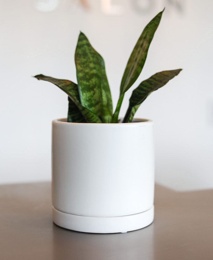 Contemporary Cylinder with Saucer - Image 4