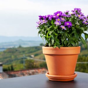 Italian Standard Pot