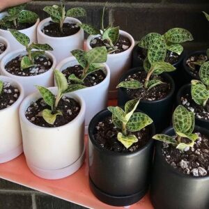 Indoor Pots with Drainage