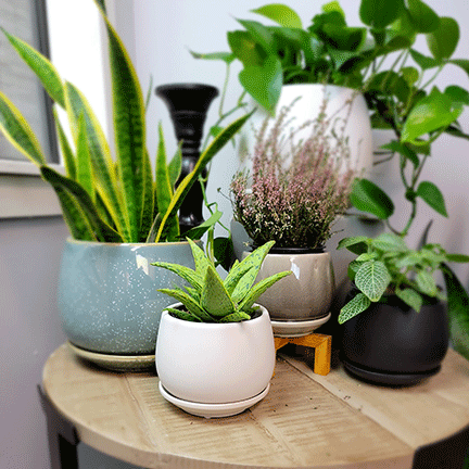Guemes Planter w/ Attached Saucer