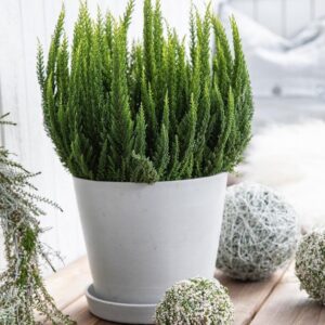 EcoTech Recycled Planters