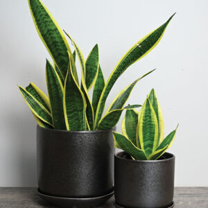 Olivia Planter - Set of 2 - 4 Pack