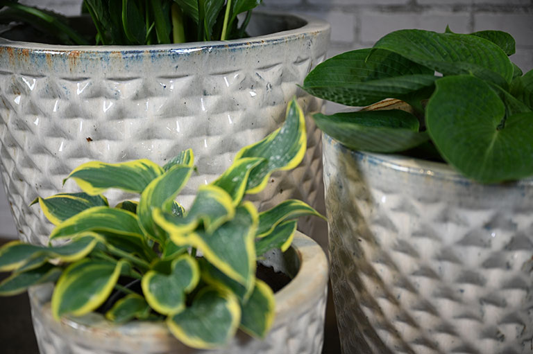 Acadia Planter - Image 5