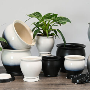 Rhoda Round w/ Saucer - 6 Pack