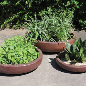 Black Clay Succulent Low Bowl