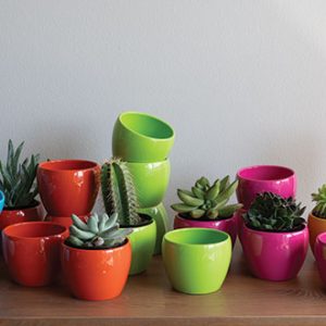 Pixie Pot 2.75" - 25 Pack