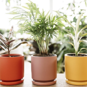 Momma Pots Cylinder w/ Saucer - 4.5" - 4 Pack