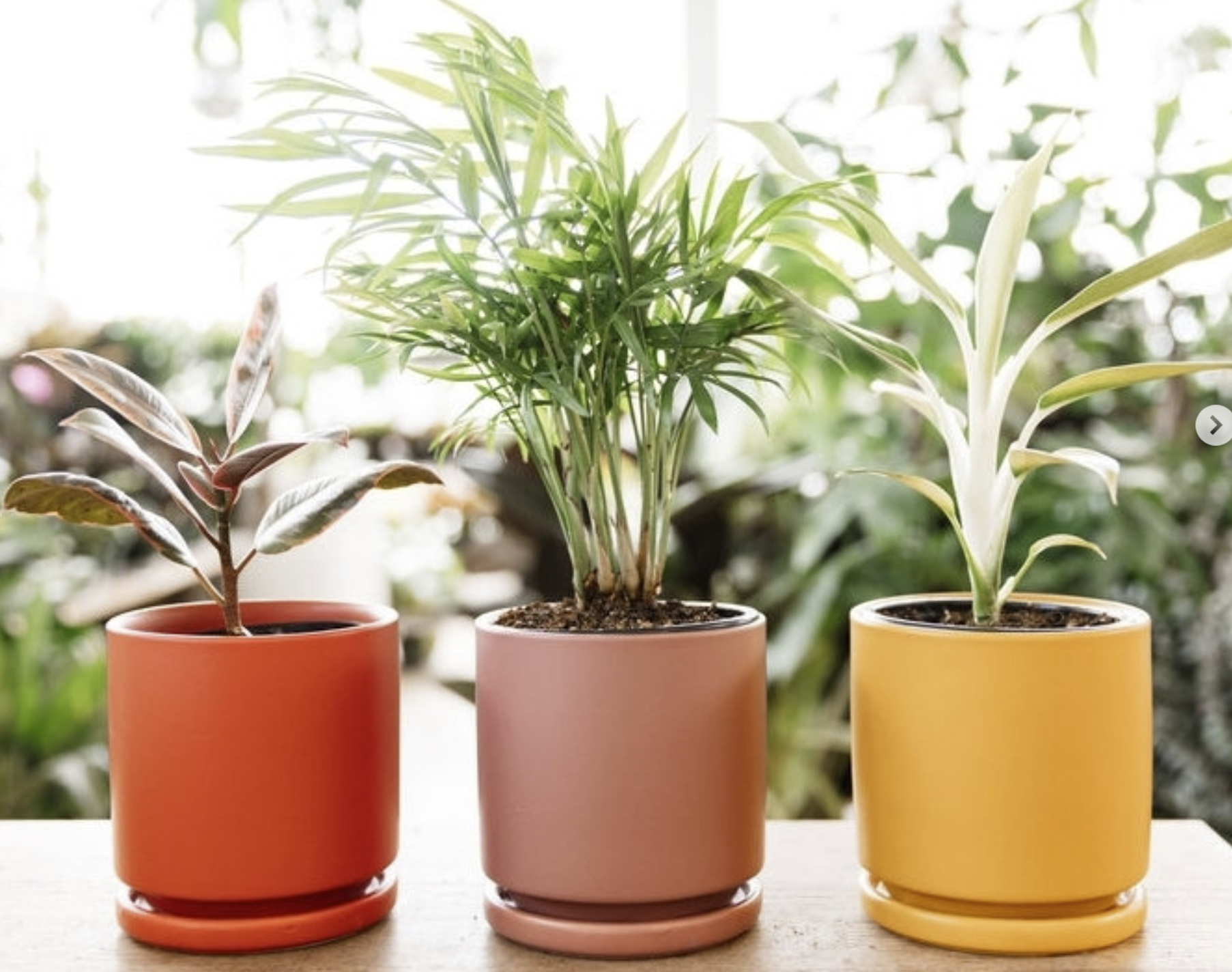 Momma Pots Cylinder w/ Saucer - 4.5" - 4 Pack
